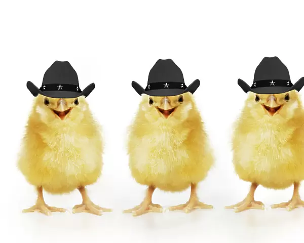 Chicken, Three Chicks wearing Cowboy hats smiling, laughing