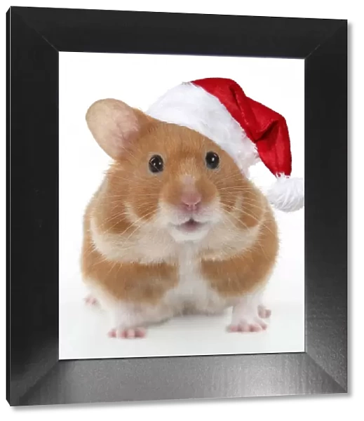 Pet Hamster, looking cute wearing a red Christmas Santa hat