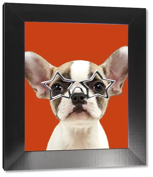 French bulldog puppy wearing star shaped glasses