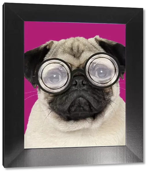 JD-19271. DOG - Fawn pug - wearing thick lens glasses Date