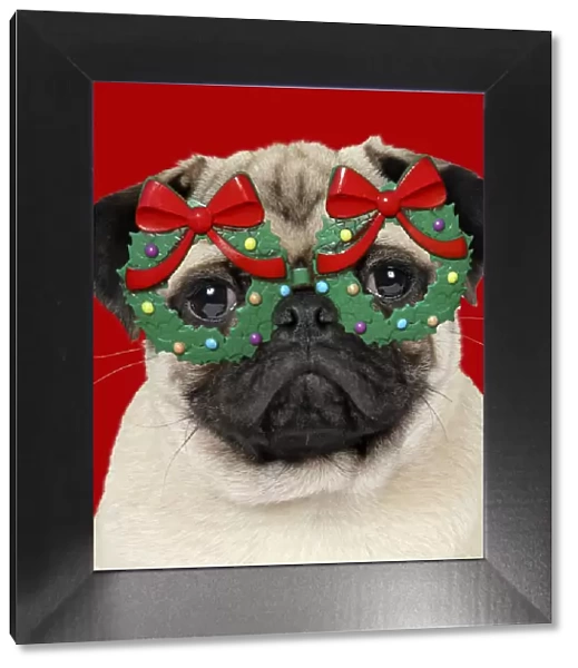 JD-19271. DOG - Fawn pug - wearing Christmas holly glasses Date