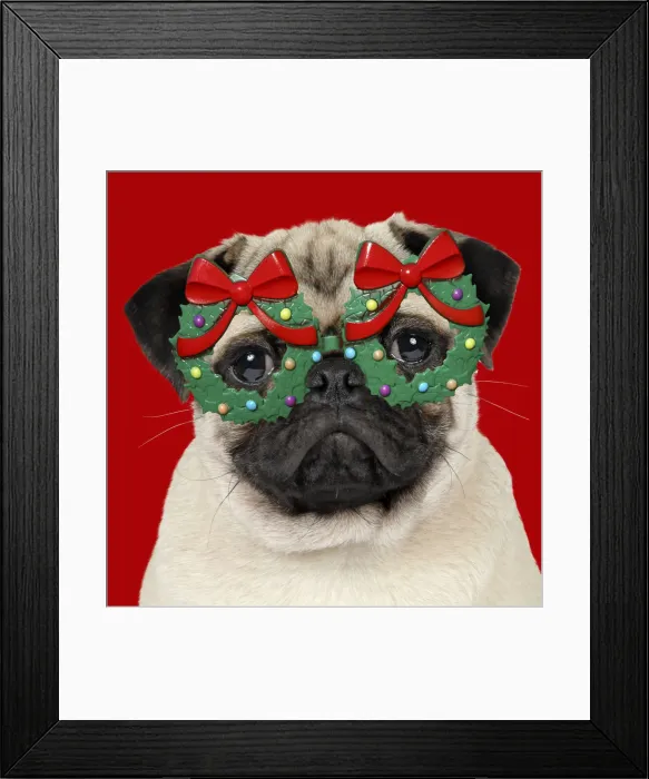 Framed Print : JD-19271. DOG - Fawn pug - wearing Christmas holly glasses Date Framed Print : JD-19271. DOG - Fawn pug - wearing Christmas holly glasses Date