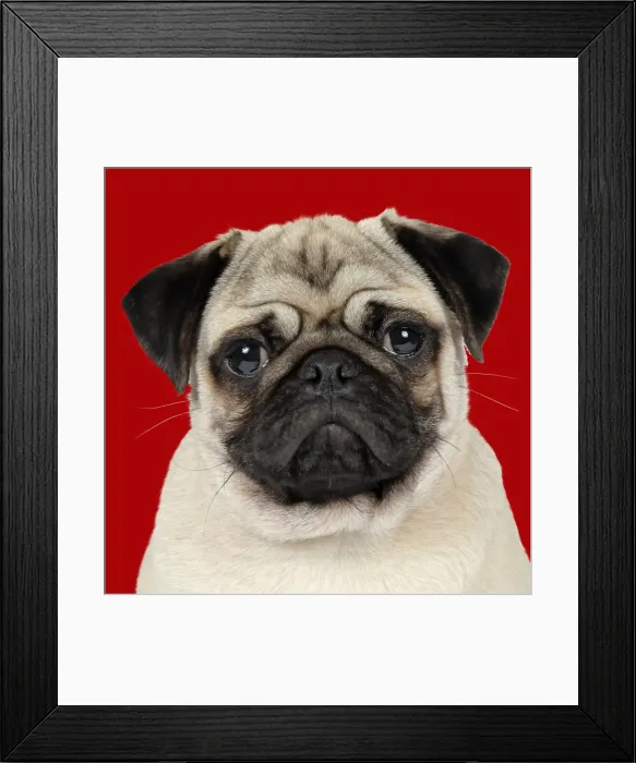 Framed Print : JD-19271. DOG - Fawn pug - portrait Date Framed Print : JD-19271. DOG - Fawn pug - portrait Date