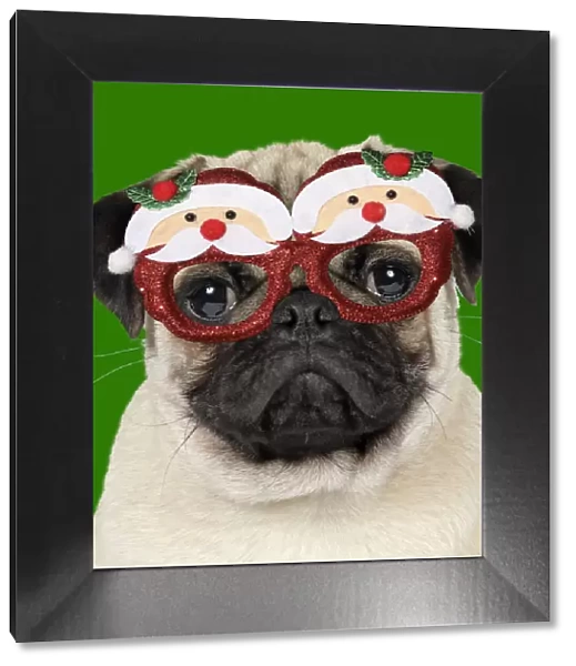 JD-19271. DOG - Fawn pug - wearing Christmas Santa Claus glasses Date