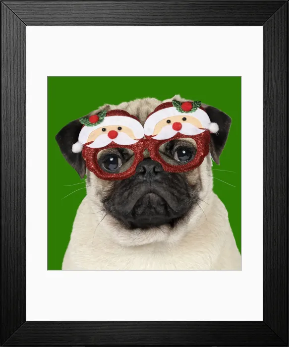 Framed Print : JD-19271. DOG - Fawn pug - wearing Christmas Santa Claus glasses Date Framed Print : JD-19271. DOG - Fawn pug - wearing Christmas Santa Claus glasses Date