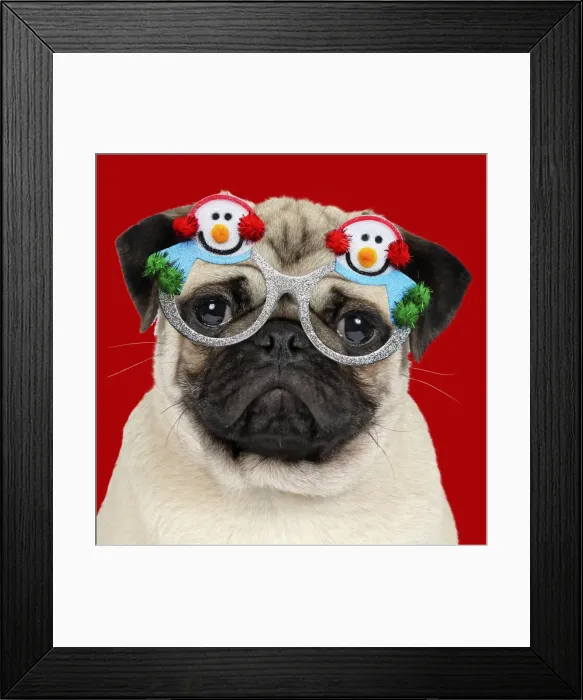 Framed Print : JD-19271. DOG - Fawn pug - wearing Christmas snowman glasses Date Framed Print : JD-19271. DOG - Fawn pug - wearing Christmas snowman glasses Date