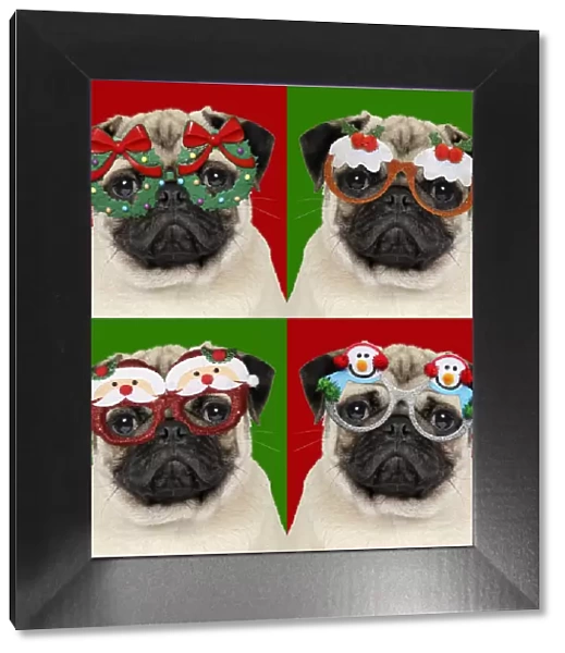 JD-19271. DOG - Fawn pug - four versions wearing Christmas glasses Date