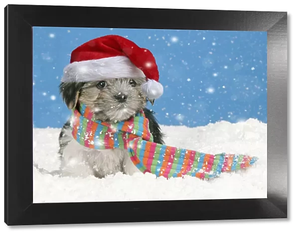 Dog. Lhasa Apso cross puppy wearing scarf and red Christmas Santa hat in snow