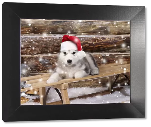 DOG - Alaskan malamute puppy on sledge wearing red Christmas Santa hat