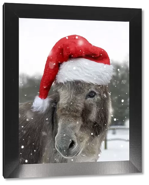 DONKEY - Donkey in snow wearing red Christmas Santa hat