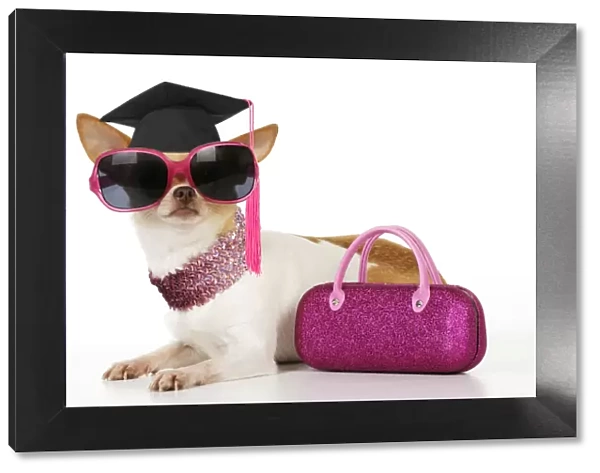 DOG Chihuahua wearing sunglasses with pink bag and a graduation cap