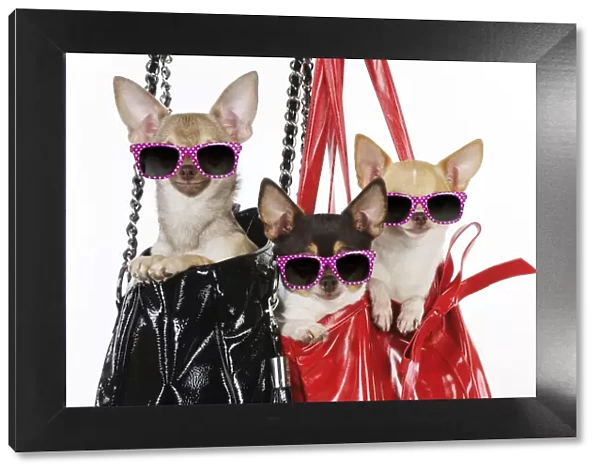 DOG Chihuahuas in handbags wearing pink glasses