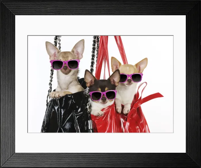 Framed Print : DOG Chihuahuas in handbags wearing pink glasses Framed Print : DOG Chihuahuas in handbags wearing pink glasses