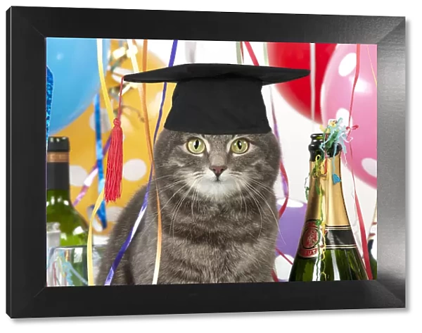 Cat ~ Grey Tabby wearing Graduation Cap with party decorations