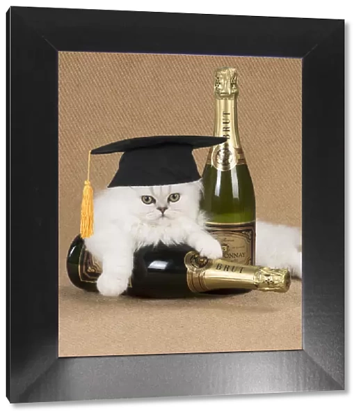 Cat ~ Persian Chinchilla kitten with Champagne bottles and wearing graduation cap