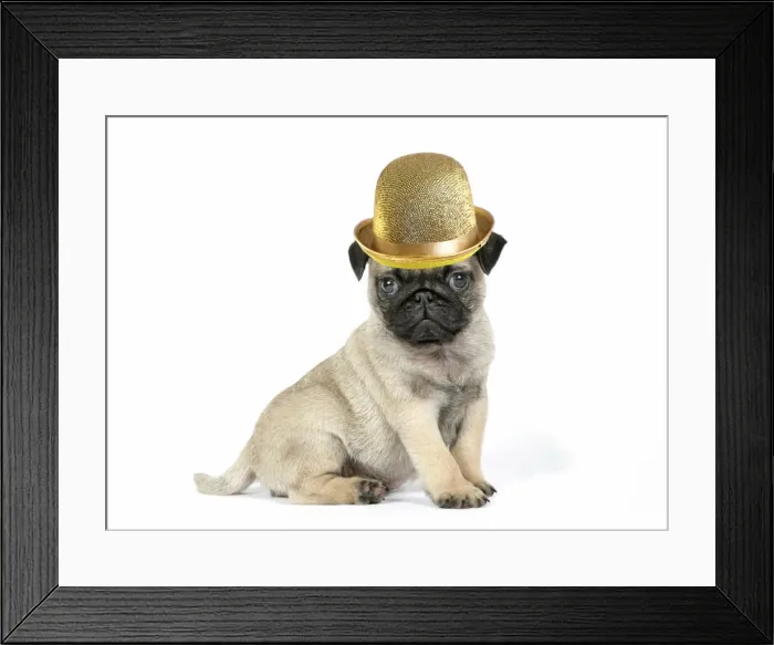 Framed Print : JD-19583. Pug puppy wearing a gold bowler hat Date