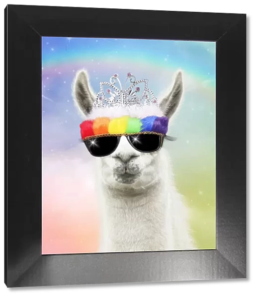 Llama with big eye lashes wearing tiara ad rainbow sunglasses