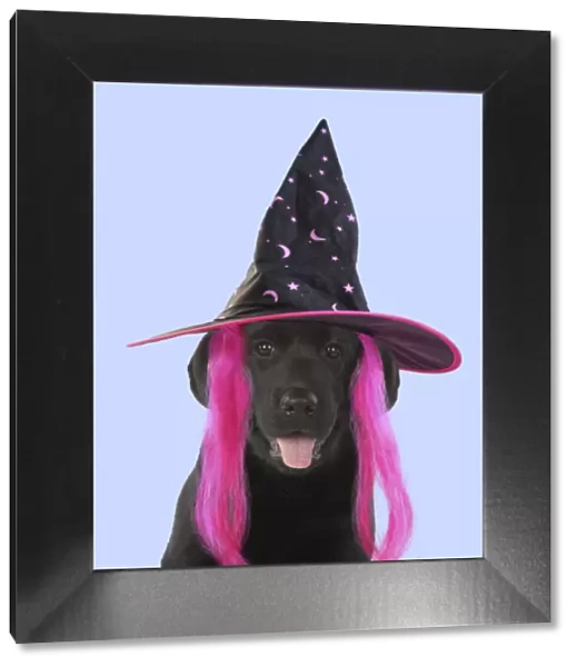 DOG. Black labarador puppy wearing witch hat for Halloween
