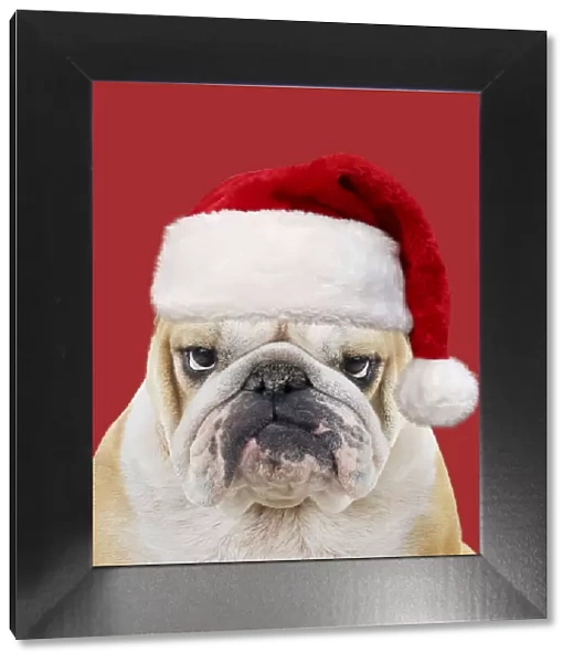 Bulldog, wearing red Christmas Santa hat
