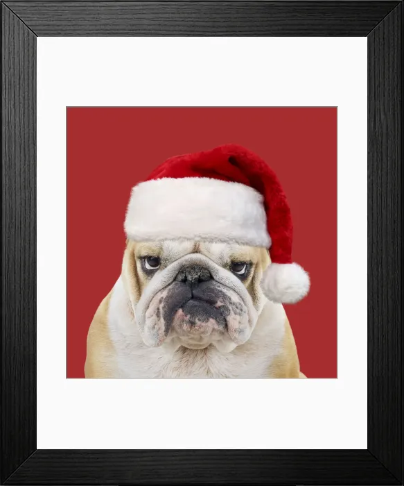 Framed Print : Bulldog, wearing red Christmas Santa hat Framed Print : Bulldog, wearing red Christmas Santa hat