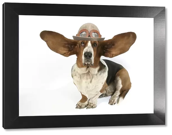 Dog - Basset Hound with ears up wearing flying hat with goggles