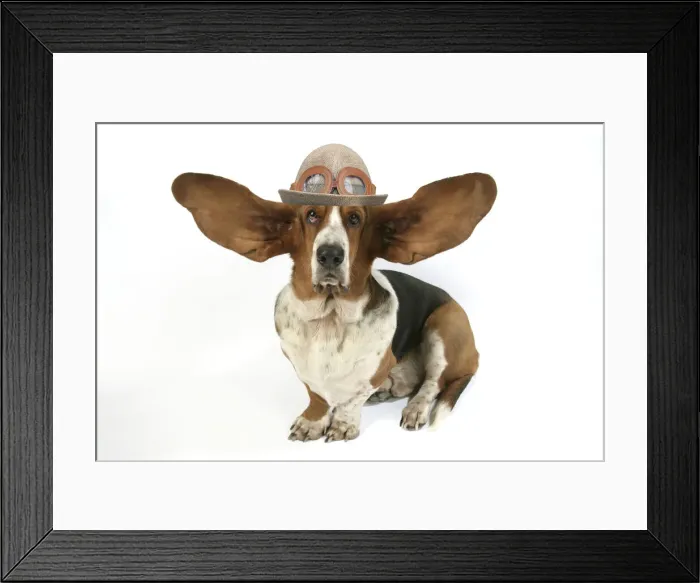 Framed Print : Dog - Basset Hound with ears up wearing flying hat with goggles Framed Print : Dog - Basset Hound with ears up wearing flying hat with goggles