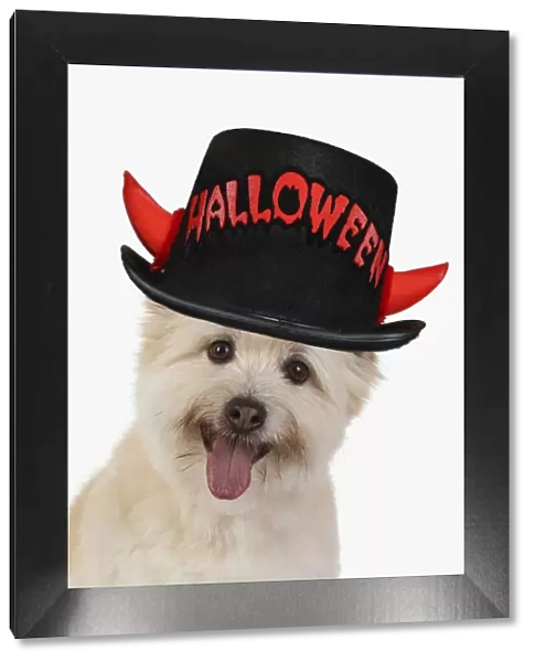 DOG. Teddy bear dog, head and shoulders wearing a Halloween hat