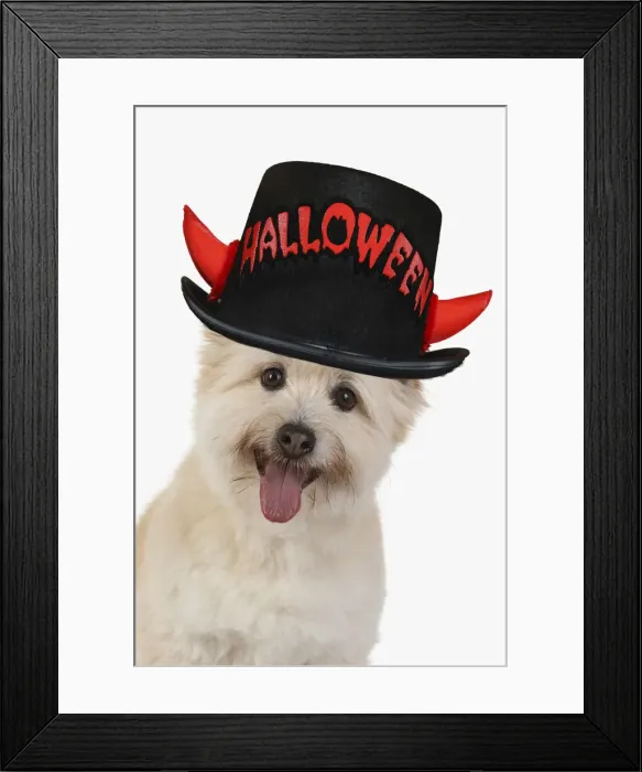 Framed Print : DOG. Teddy bear dog, head and shoulders wearing a Halloween hat Framed Print : DOG. Teddy bear dog, head and shoulders wearing a Halloween hat