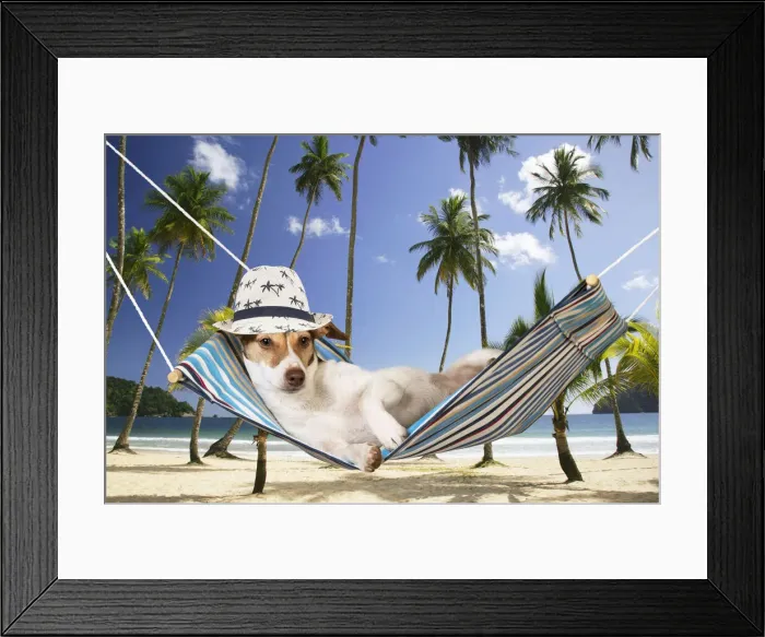 Framed Print : DOG - Jack Russell Terrier lying in hammock wearing hat Framed Print : DOG - Jack Russell Terrier lying in hammock wearing hat