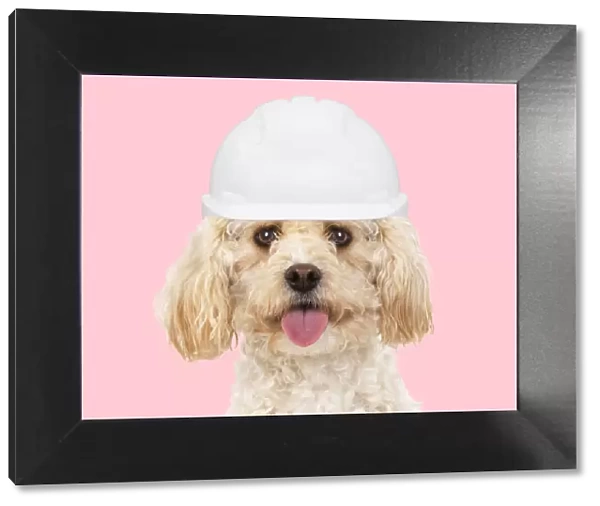 A22, 574. Cavapoo Dog, wearing builder hat Date