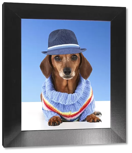 Dog - Miniature Short Haired Dachshund - wearing jumper and blue hat