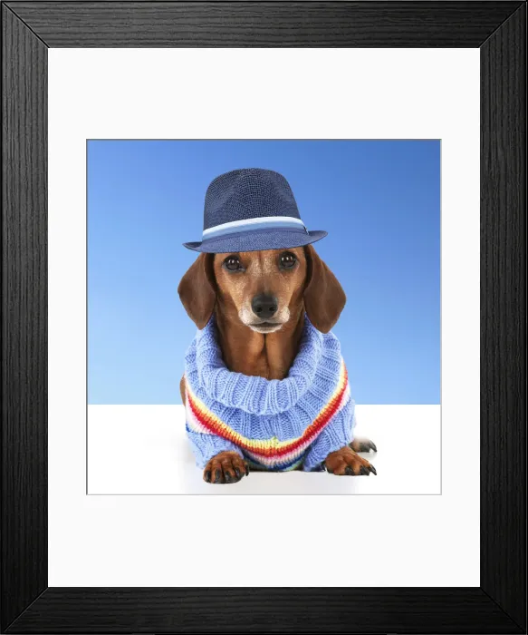 Framed Print : Dog - Miniature Short Haired Dachshund - wearing jumper and blue hat Framed Print : Dog - Miniature Short Haired Dachshund - wearing jumper and blue hat