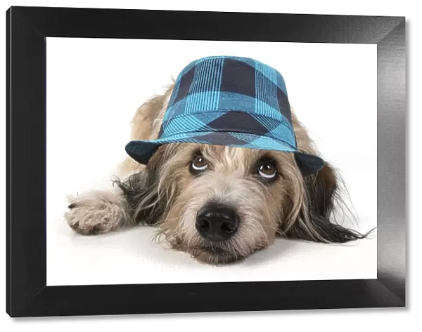 DOG. laying, with eyes looking up wearing blue checked hat
