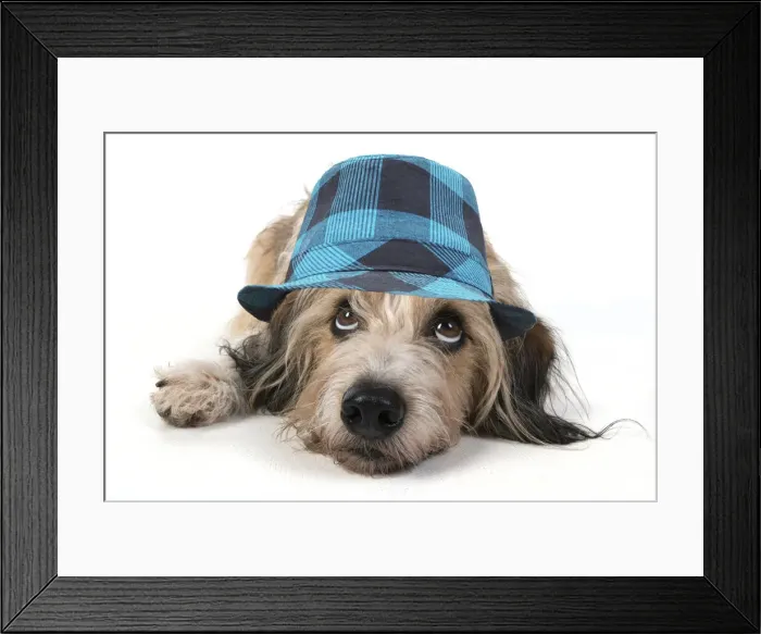 Framed Print : DOG. laying, with eyes looking up wearing blue checked hat Framed Print : DOG. laying, with eyes looking up wearing blue checked hat