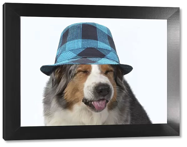 DOG. Australian Shepherd, head & shoulders, face, expression wearing blue checked hat