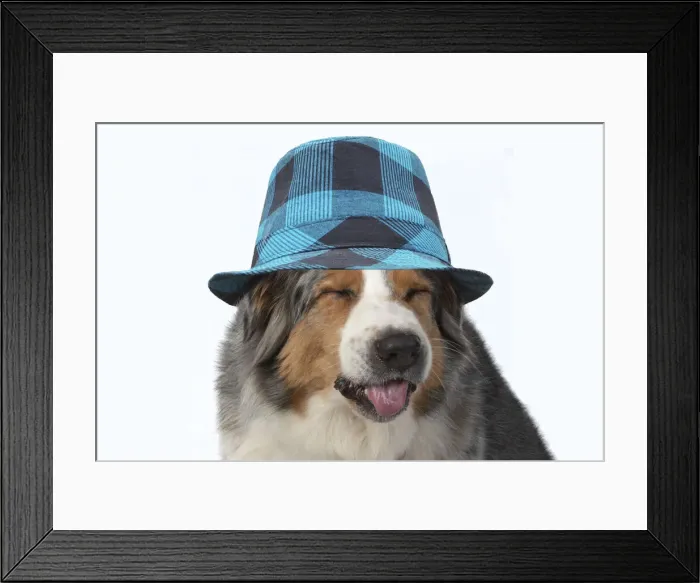 Framed Print : DOG. Australian Shepherd, head & shoulders, face, expression wearing blue checked hat Framed Print : DOG. Australian Shepherd, head & shoulders, face, expression wearing blue checked hat