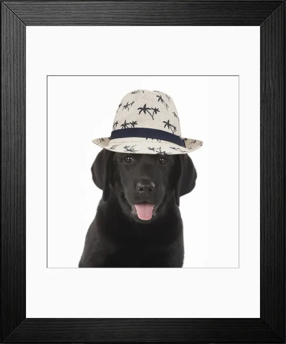 Framed Print : DOG. Black labarador puppy wearing a holiday hat
