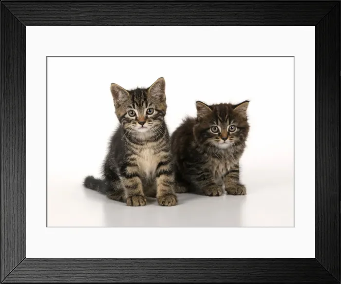 Framed Print : CAT. 7 weeks old tabby kittens, sitting together, cute, studio, white background Framed Print : CAT. 7 weeks old tabby kittens, sitting together, cute, studio, white background