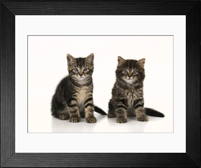 Framed Print : CAT. 7 weeks old tabby kittens, sitting together, cute, studio, white background Framed Print : CAT. 7 weeks old tabby kittens, sitting together, cute, studio, white background