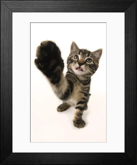 Framed Print : CAT, kitten 7 weeks old, paw up to camera, selfie, studio, white background Framed Print : CAT, kitten 7 weeks old, paw up to camera, selfie, studio, white background