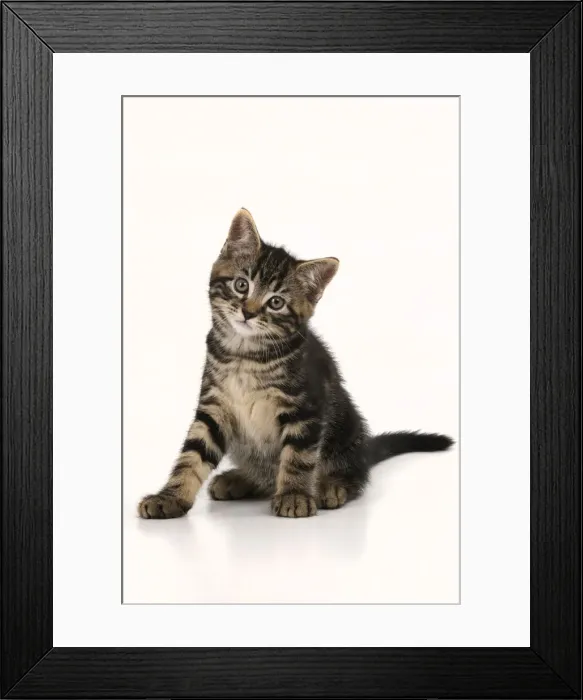 Framed Print : CAT. 7 weeks old tabby kitten, sitting, cute, studio, white background Framed Print : CAT. 7 weeks old tabby kitten, sitting, cute, studio, white background