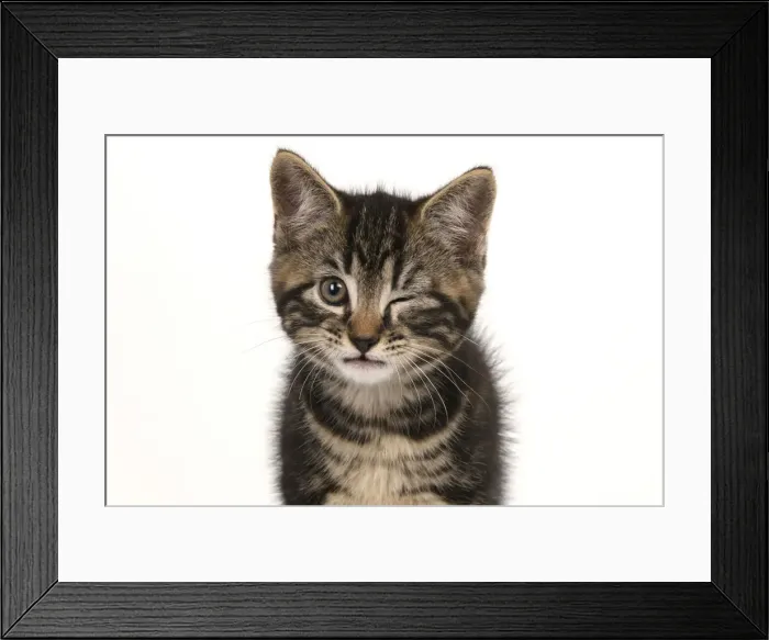 Framed Print : Kitten winking Date: 14-07-2021 Framed Print : Kitten winking Date: 14-07-2021