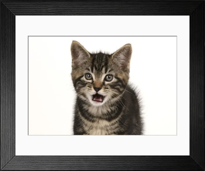 Framed Print : CAT. 7 weeks old tabby kitten, head & shoulders, looking at camera, mouth open, tongue, cute, studio, white background Framed Print : CAT. 7 weeks old tabby kitten, head & shoulders, looking at camera, mouth open, tongue, cute, studio, white background