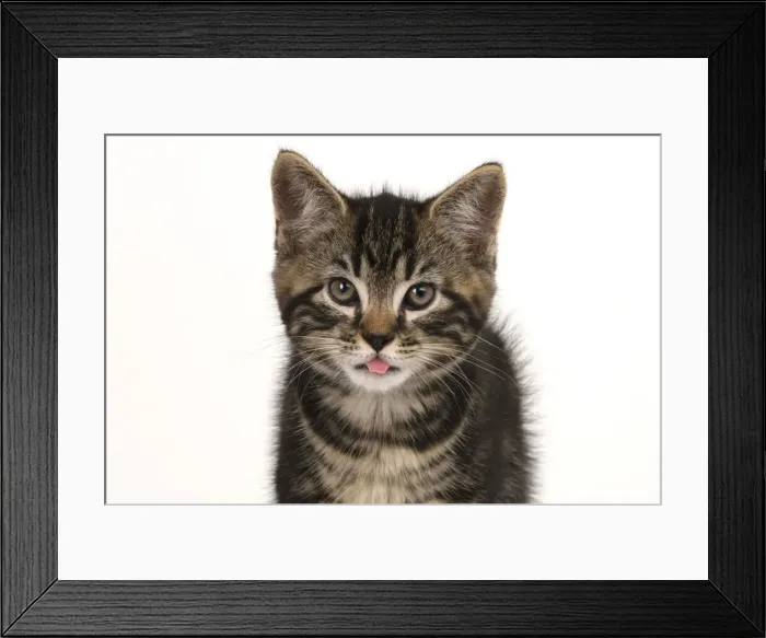 Framed Print : CAT. 7 weeks old tabby kitten, head & shoulders, looking at camera, mouth open, tongue, cute, studio, white background Framed Print : CAT. 7 weeks old tabby kitten, head & shoulders, looking at camera, mouth open, tongue, cute, studio, white background