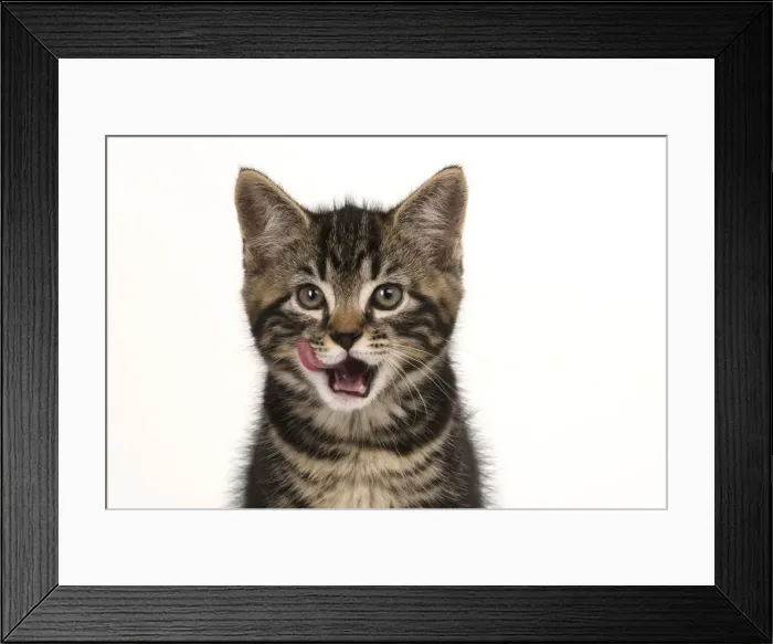 Framed Print : CAT. 7 weeks old tabby kitten, head & shoulders, looking at camera, mouth open, tongue, cute, studio, white background Framed Print : CAT. 7 weeks old tabby kitten, head & shoulders, looking at camera, mouth open, tongue, cute, studio, white background