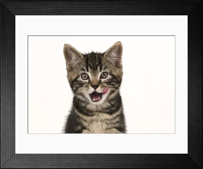 Framed Print : CAT. 7 weeks old tabby kitten, head & shoulders, looking at camera, mouth open, tongue, cute, studio, white background Framed Print : CAT. 7 weeks old tabby kitten, head & shoulders, looking at camera, mouth open, tongue, cute, studio, white background