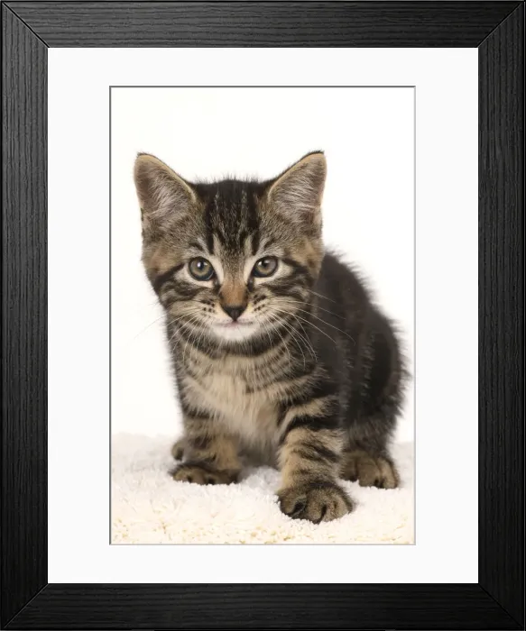 Framed Print : CAT. 7 weeks old tabby kitten, sitting, cute, studio, white background Framed Print : CAT. 7 weeks old tabby kitten, sitting, cute, studio, white background