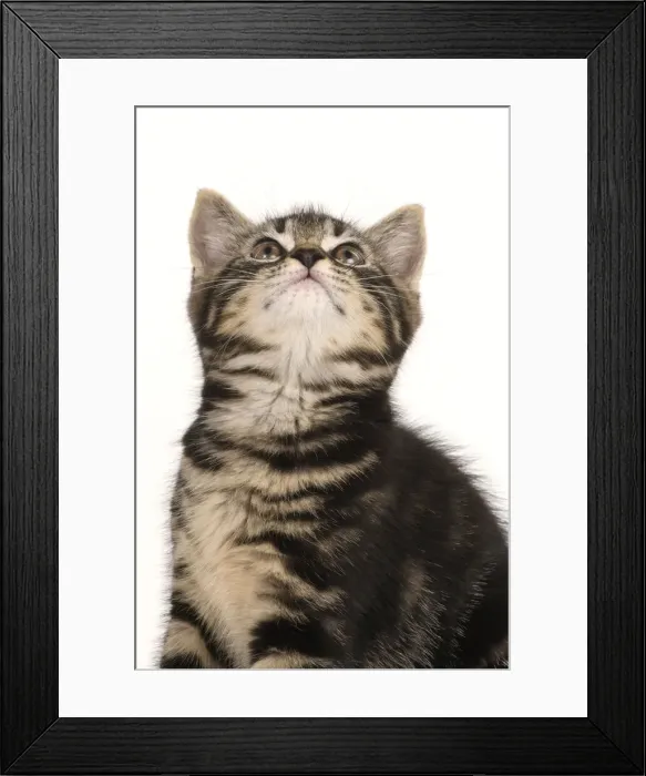 Framed Print : CAT. 7 weeks old tabby kitten, sitting, looking up, cute, studio, white background Framed Print : CAT. 7 weeks old tabby kitten, sitting, looking up, cute, studio, white background