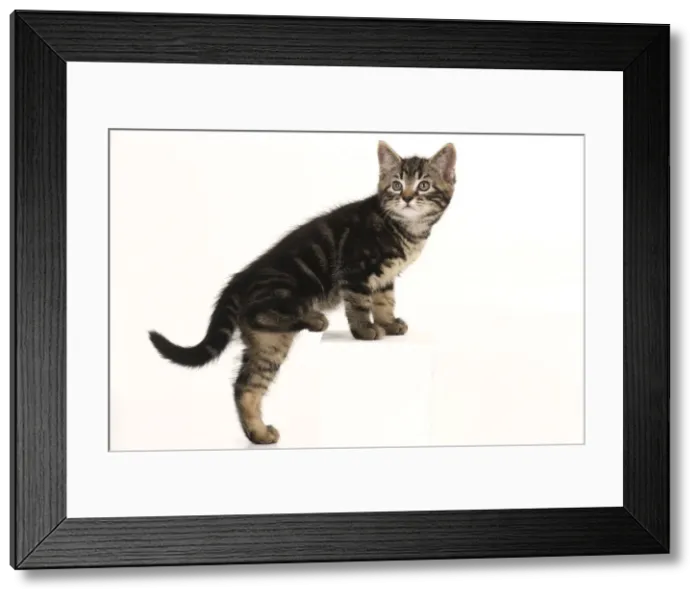 Framed Print : CAT. 7 weeks old tabby kitten, stepping up, cute, studio, white background Framed Print : CAT. 7 weeks old tabby kitten, stepping up, cute, studio, white background