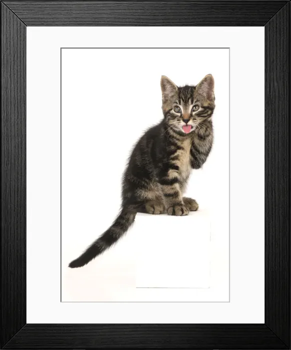 Framed Print : CAT. 7 weeks old tabby kitten, sitting with paw up to face, , cute, studio, white background Framed Print : CAT. 7 weeks old tabby kitten, sitting with paw up to face, , cute, studio, white background